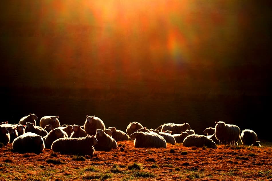 Warm Glow Sheep by Bror Johansson — canvas wall art