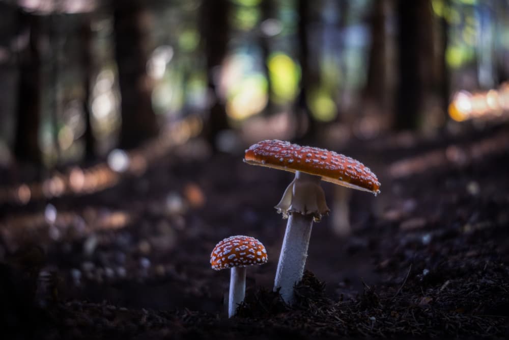 Enchanted Forest Fungi by Sergio Barboni — canvas wall art