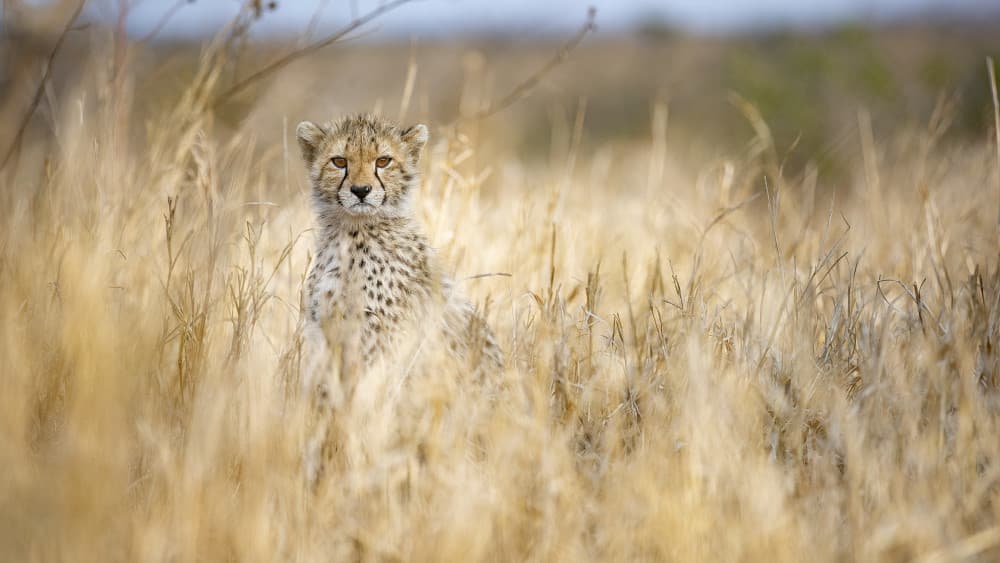 Curious Cheetah Cub by Joan Gil Raga — canvas wall art
