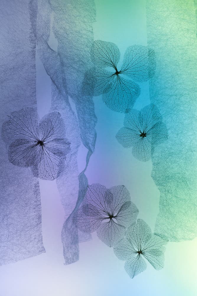 Ethereal Floral Gradient by Shihya Kowatari — canvas wall art