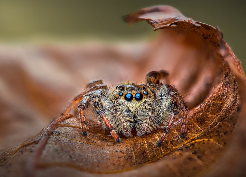Blue-Eyed Jumping Spider by Atul Saluja — canvas wall art