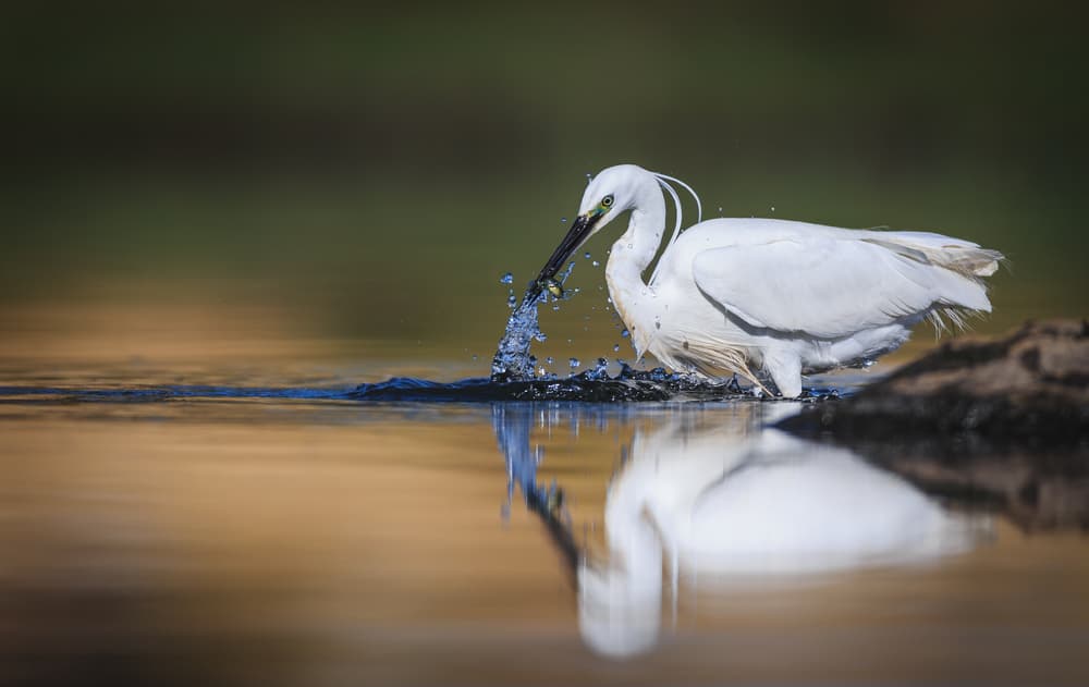 Egret Catches Fish by Magnus Renmyr — canvas wall art