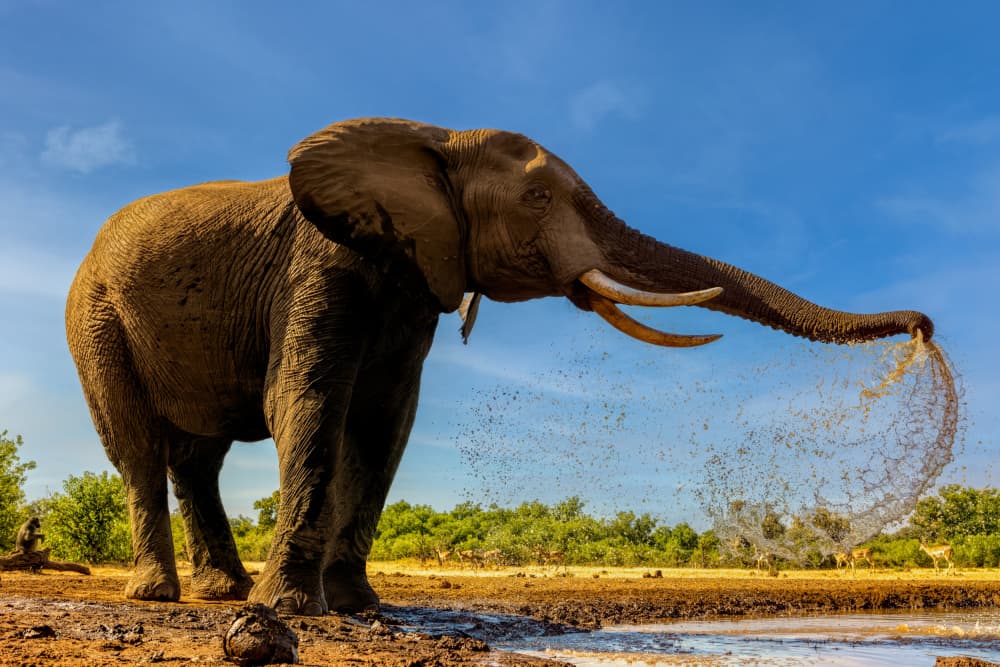 Majestic Elephant Splash by Jun Zuo — canvas wall art