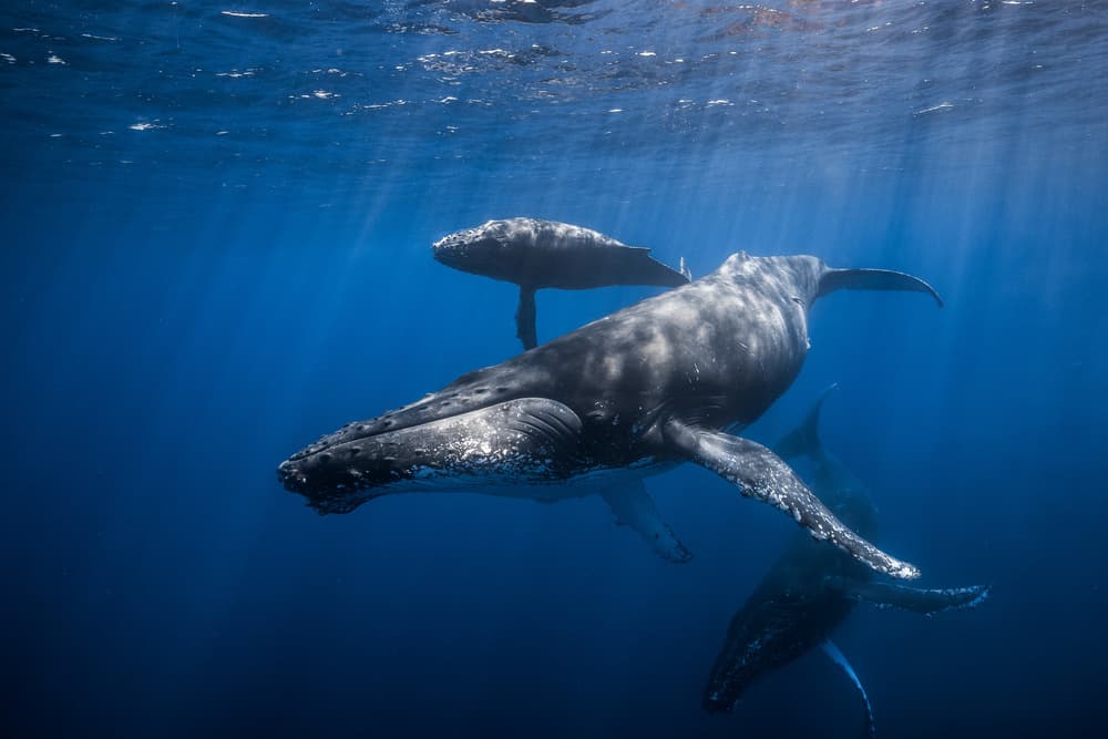 Humpback Whale Family by Barathieu Gabriel — canvas wall art