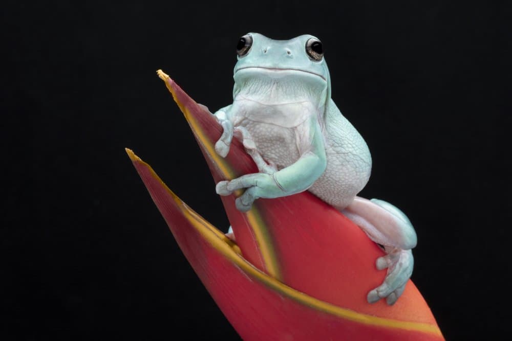 Tropical Tree Frog by Linda D Lester — canvas wall art