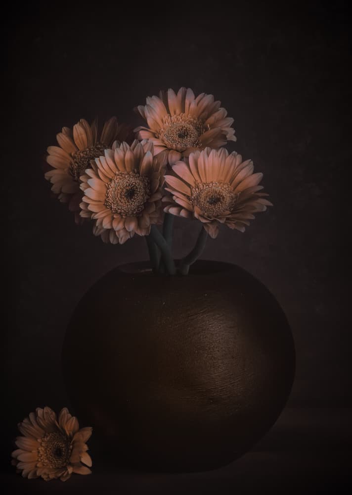 Moody Peach Gerberas by Cicek Kiral — canvas wall art