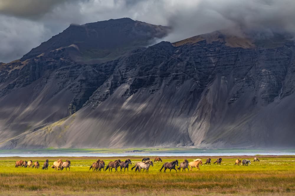 Wild Horses Mountain Landscape by Jacek Swiercz — canvas wall art