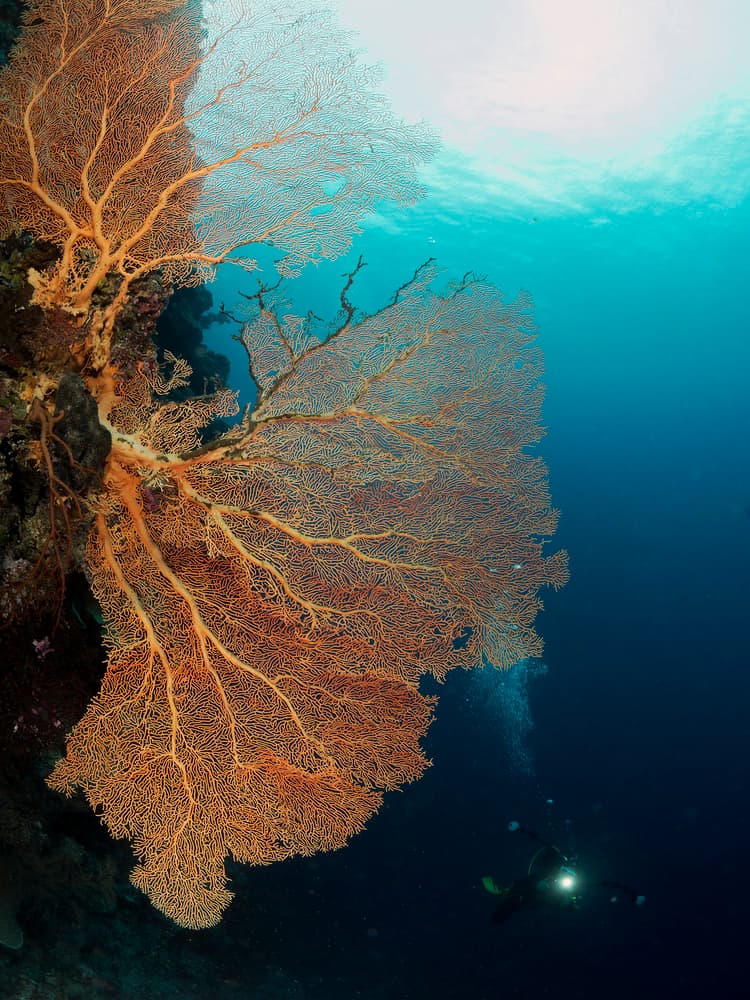 Vibrant Ocean Sea Fan by Ilan Ben Tov — canvas wall art