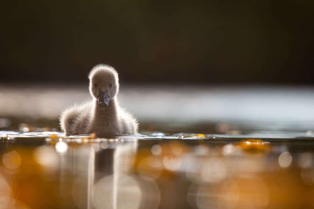 Fluffy Baby Swan by Robert Adamec — canvas wall art