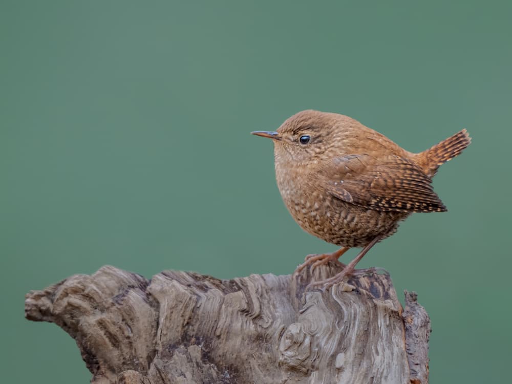 Little Brown Wren by Jacob (Jian) Xu — canvas wall art