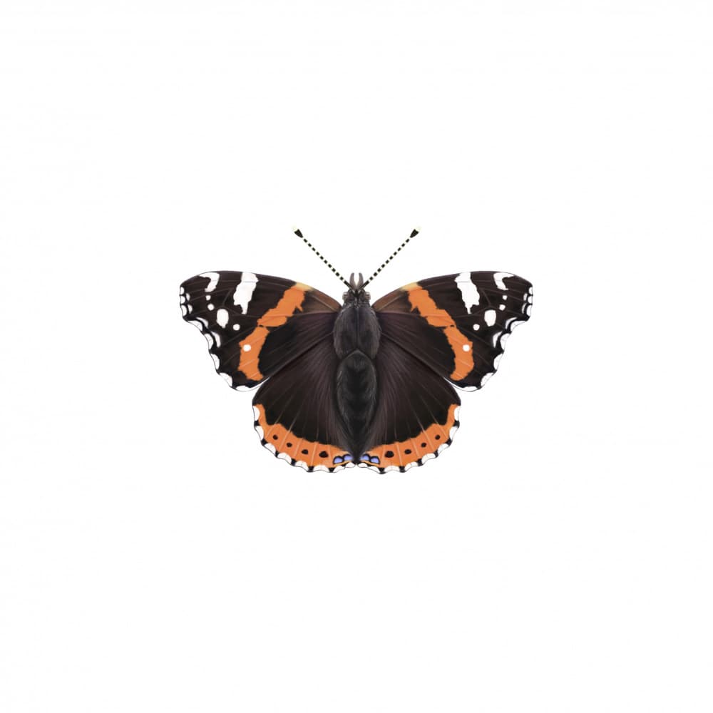 Red Admiral Butterfly by Petra Holíková — canvas wall art
