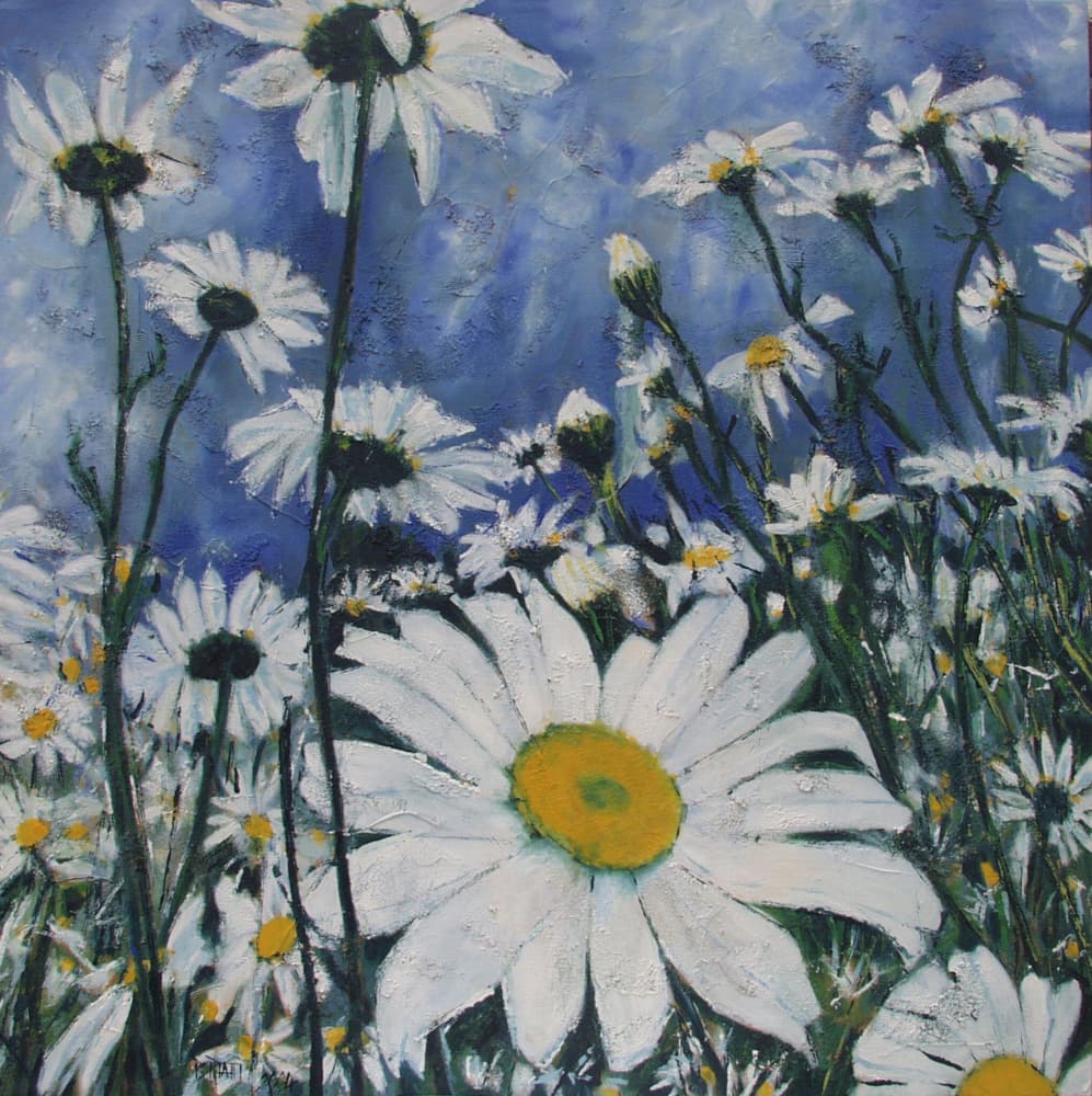 White Daisy Field by Barbara Piatti — canvas wall art
