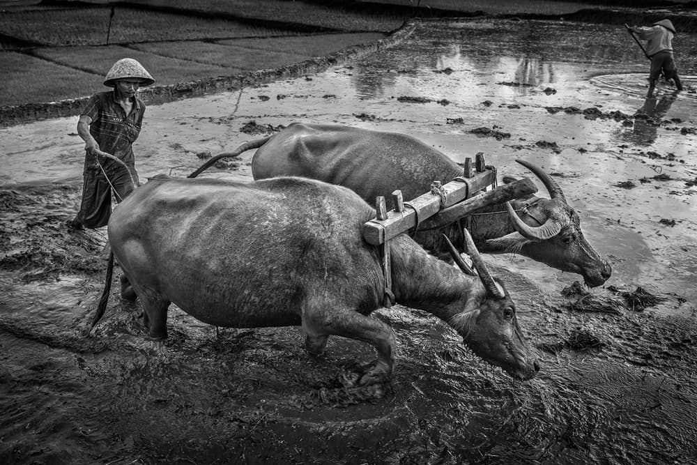 Traditional Field Work by Gunarto Song — canvas wall art