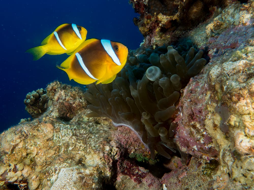 Vibrant Clownfish Pair by Ilan Ben Tov — canvas wall art