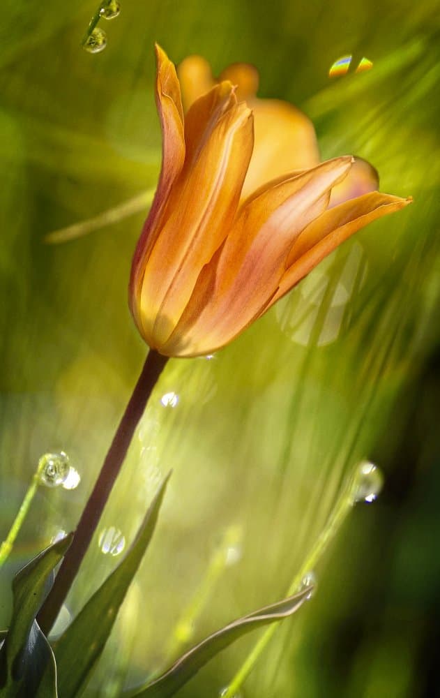 Dewy Orange Tulip Bloom by Anna Cseresnjes — canvas wall art