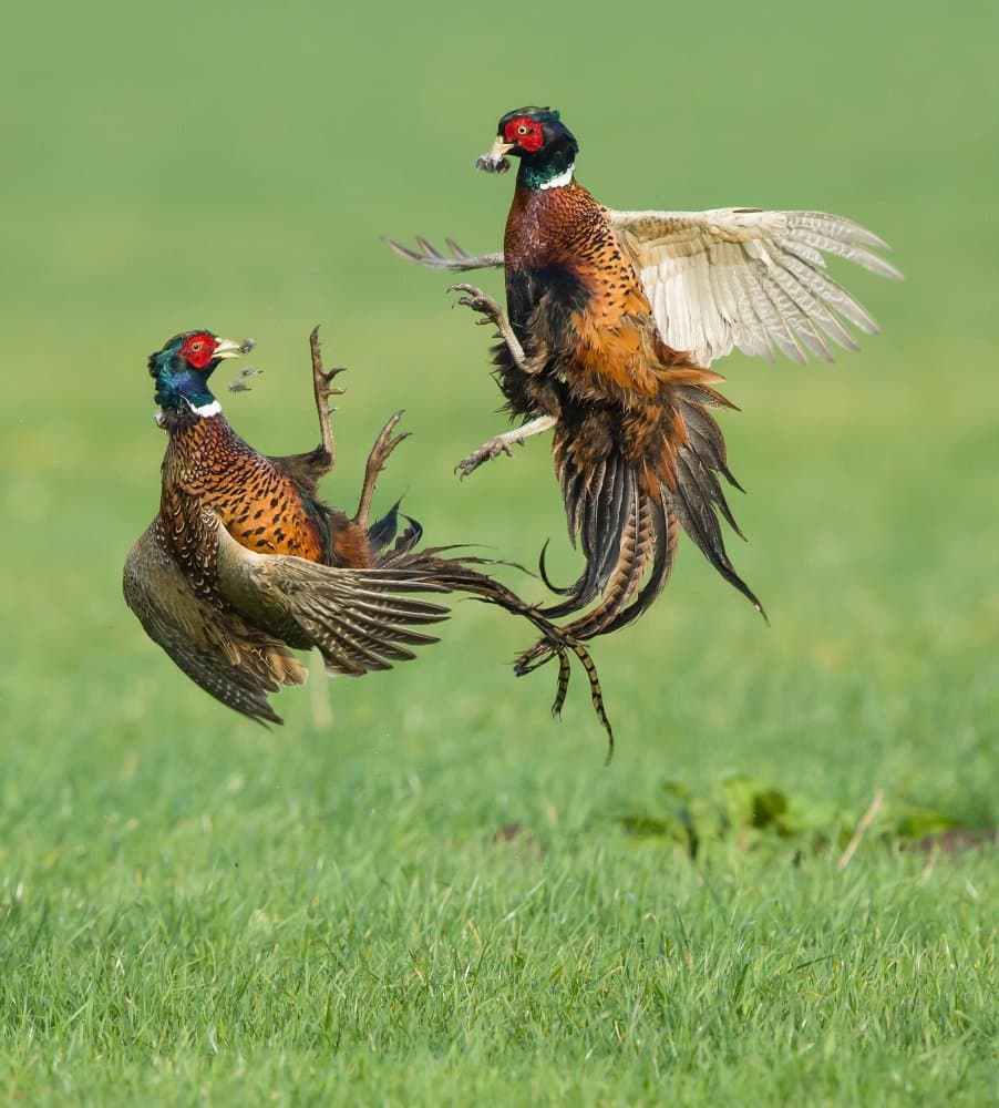 Mid-Air Pheasant Battle by Jan van der Linden — canvas wall art