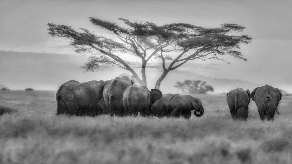 Wild African Elephants by David Manusevich — canvas wall art