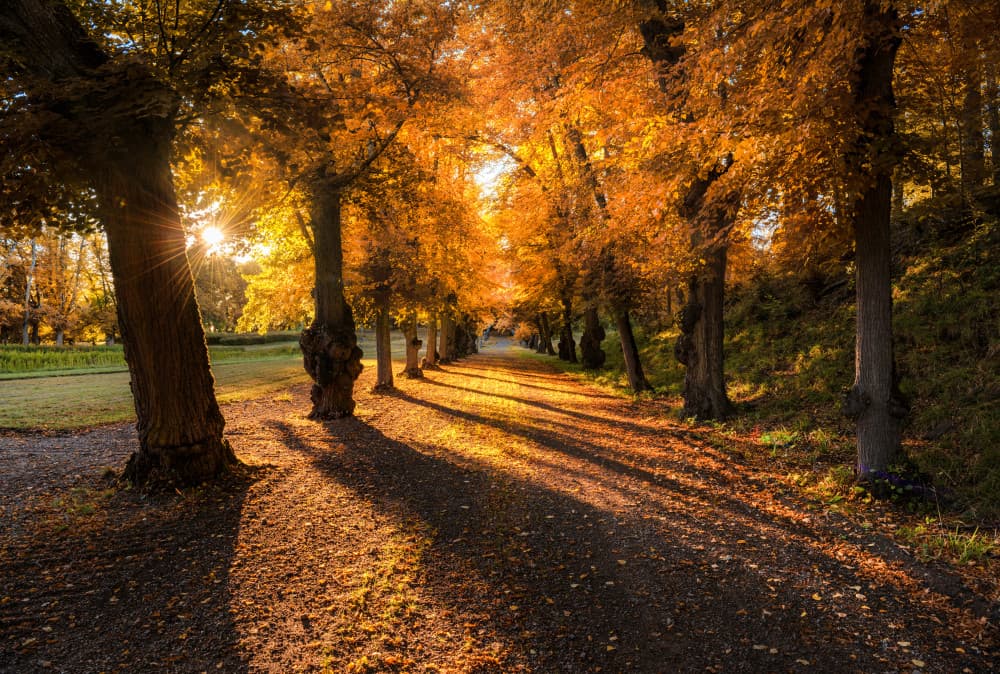 Golden Autumn Path by Christian Lindsten — canvas wall art