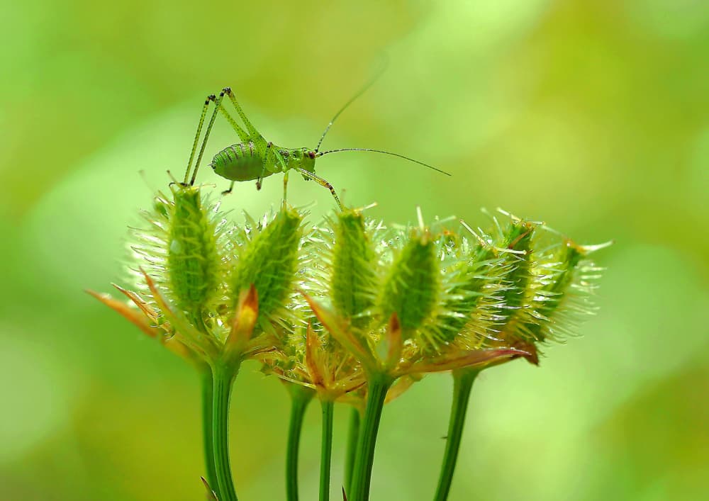 Green Grasshopper Perched by Thierry Dufour — canvas wall art