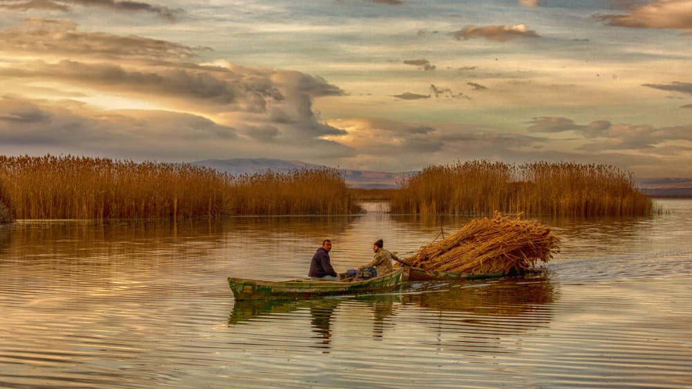 Golden Reed Journey by Zühdü Bilgin — canvas wall art