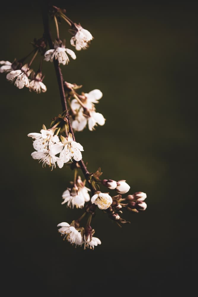 Delicate Spring Blossoms by Stephanie Klatt — canvas wall art