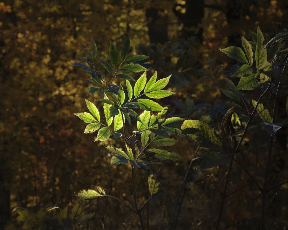 Glowing Forest Leaves by Hamed Bank — canvas wall art