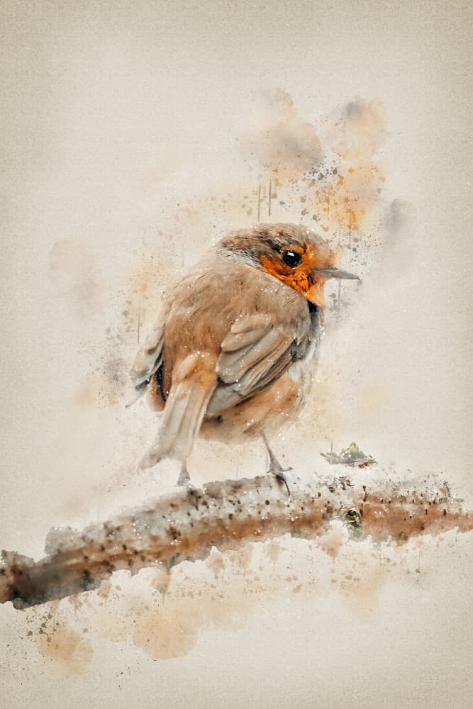 Gentle Watercolor Robin by Ema Paraschiv — canvas wall art