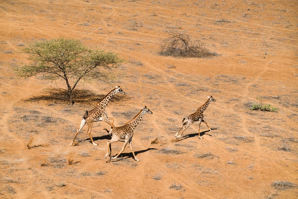 Three Giraffes Run by John Fan — canvas wall art