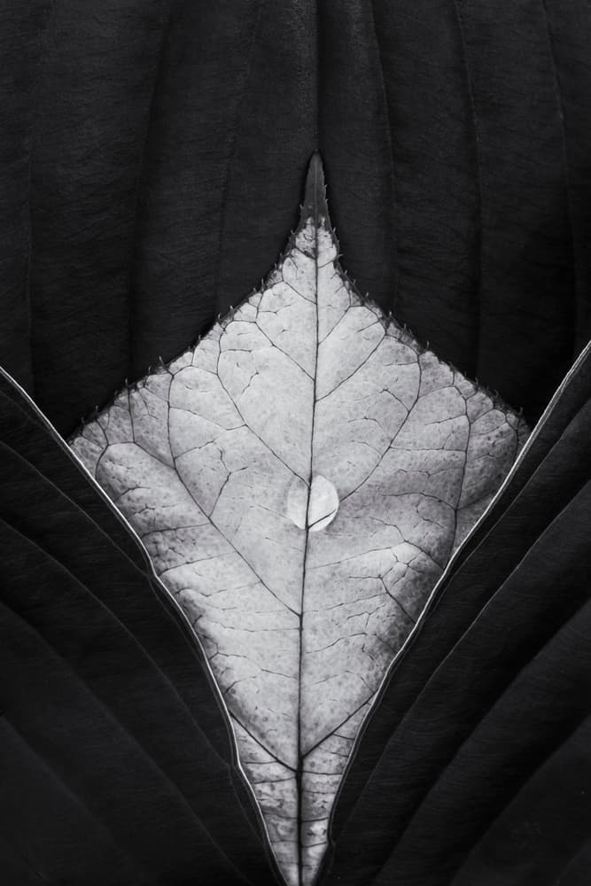 Monochrome Leaf Droplet by Stephen Clough — canvas wall art
