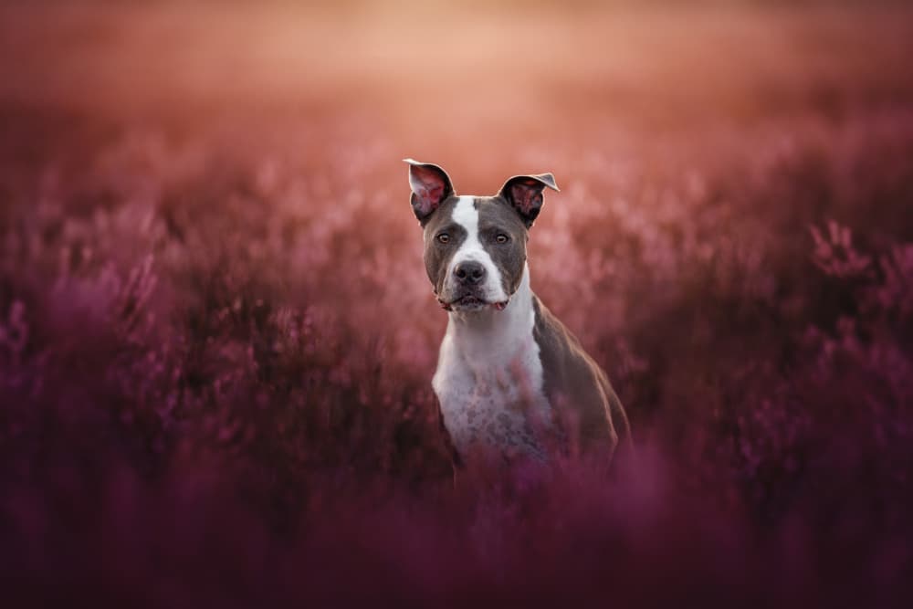Loyal Dog in Heather by Ve Shandor — canvas wall art