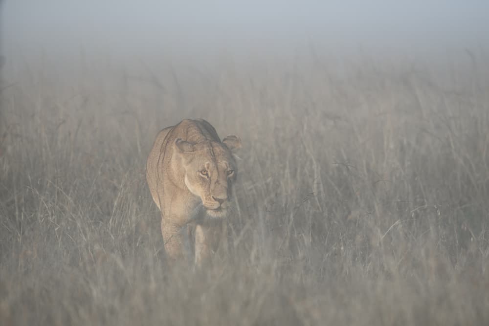 Lioness in Morning Mist by Roberto Marchegiani — canvas wall art