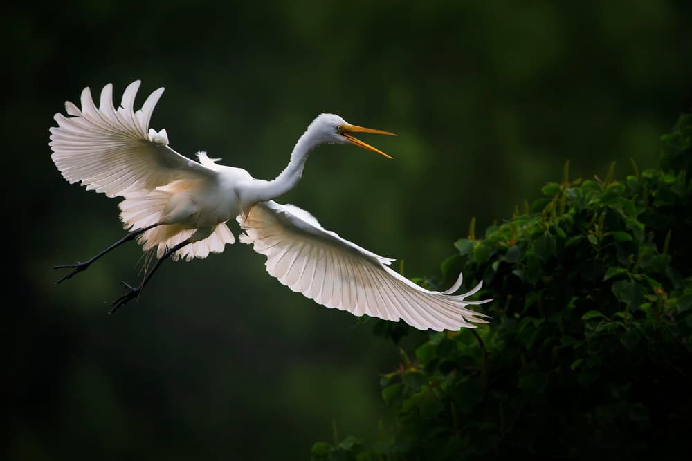 Soaring White Egret by Phillip Chang — canvas wall art