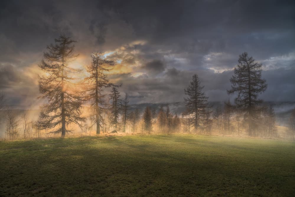 Sunlit Misty Trees by Peter Svoboda MQEP — canvas wall art