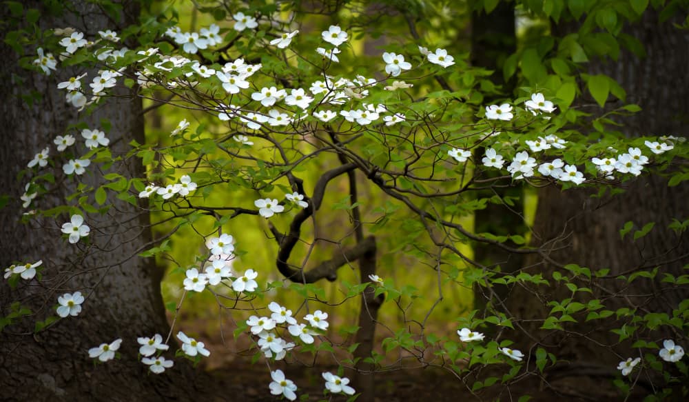 Woodland Dogwood Spring by Ruiqing P. — canvas wall art