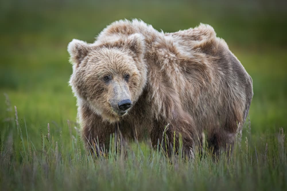 Majestic Grizzly Bear by Jeffrey C. Sink — canvas wall art