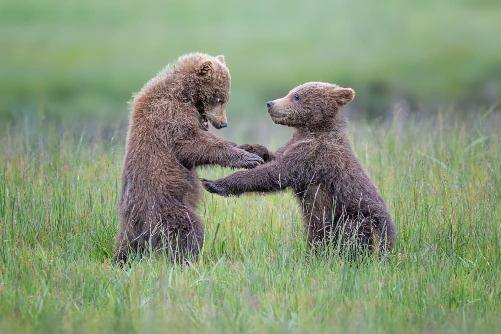 Playful Bear Cubs by Jeffrey C. Sink — canvas wall art