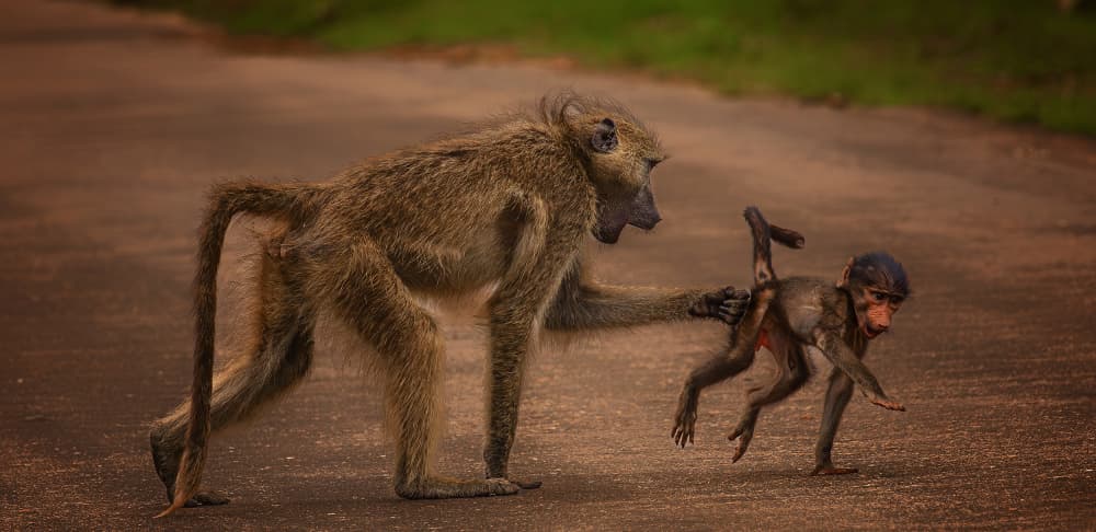 Baboon Parent And Child by Peet van den Berg — canvas wall art