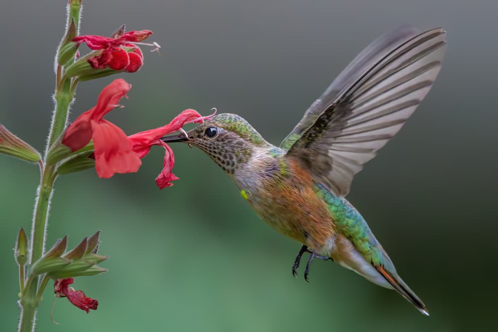 Hummingbird At Red Flower by Jacob (Jian) Xu — canvas wall art