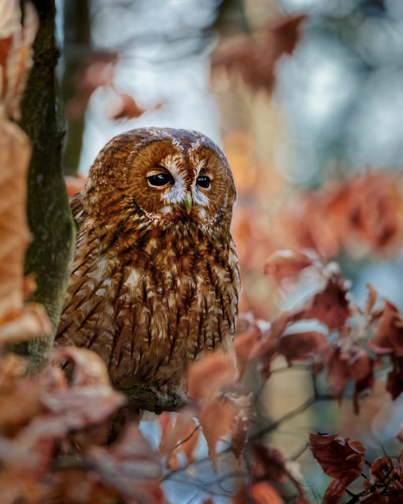 Autumn Owl Portrait by Michaela Firešová — canvas wall art