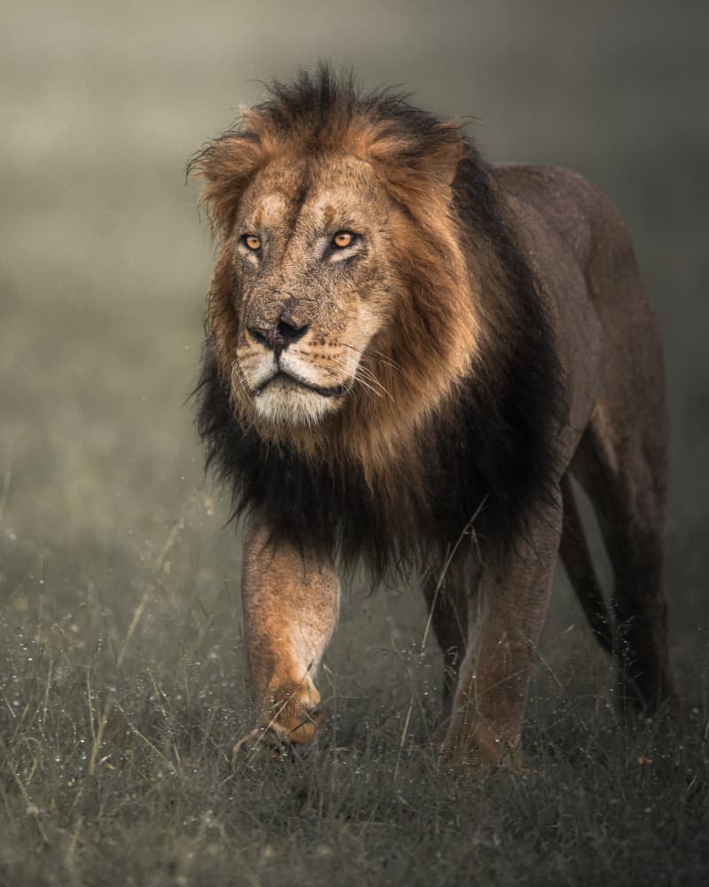 Majestic African Lion by Ahmed Sobhi — canvas wall art