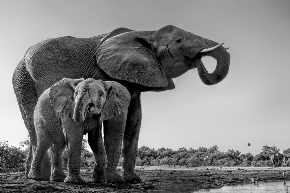 Mother And Baby Elephants by Jun Zuo — canvas wall art