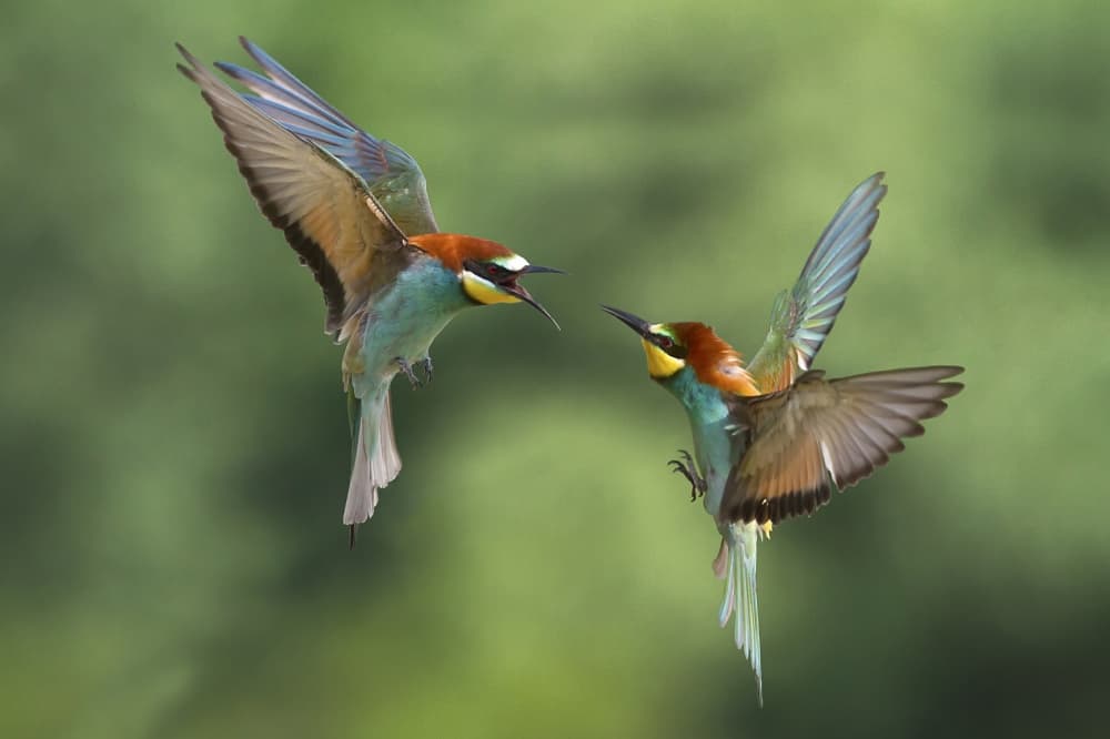 Vibrant Bee-eaters In Flight by Marco Redaelli — canvas wall art