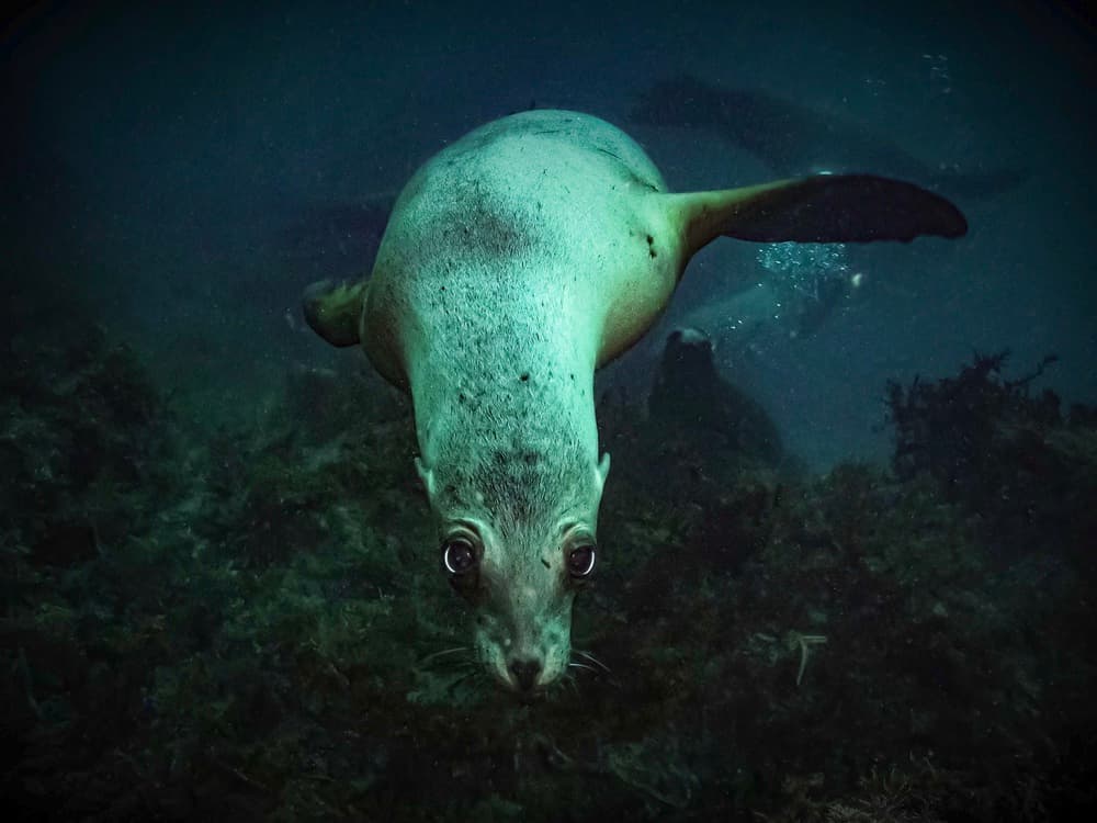 Underwater Sea Lion Gaze by Serge Melesan — canvas wall art