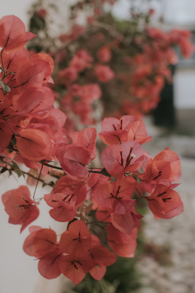 Vibrant Bougainvillea Blooms by Claudia Casal — canvas wall art