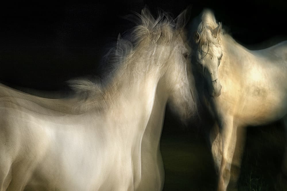 Dreamy White Horses by Milan Malovrh — canvas wall art