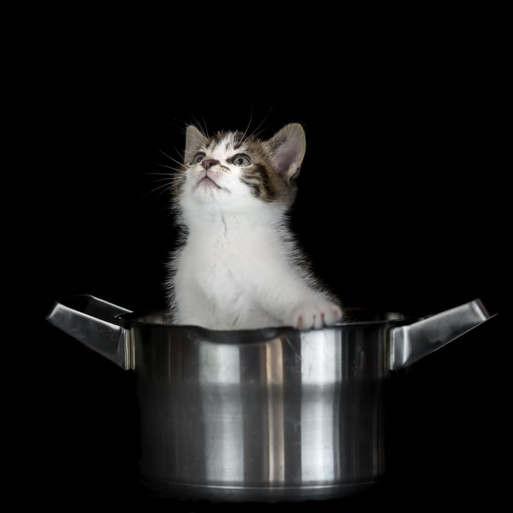 Cute Kitten In Pot by Gert van den Bosch — canvas wall art