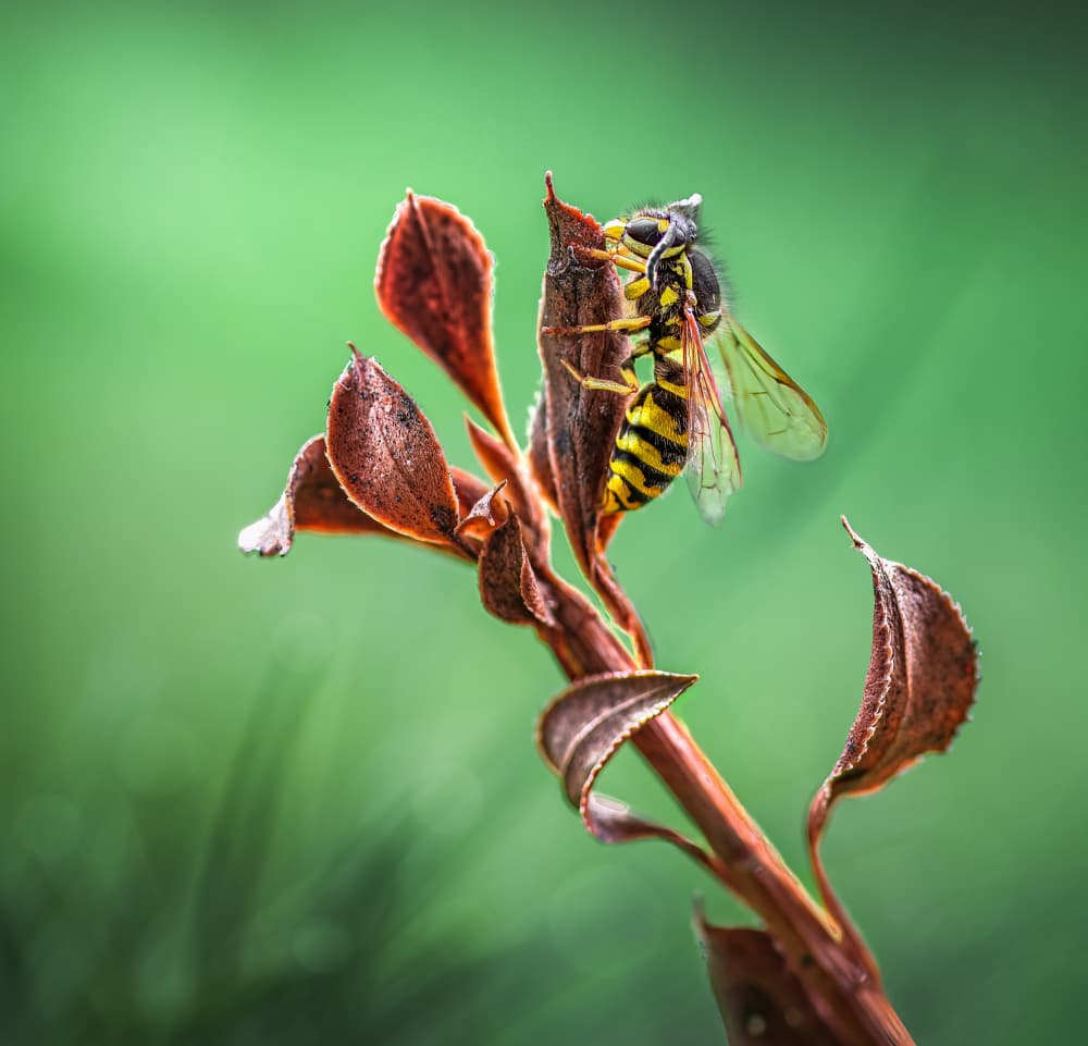 Vibrant Wasp Close Up by Atul Saluja — canvas wall art