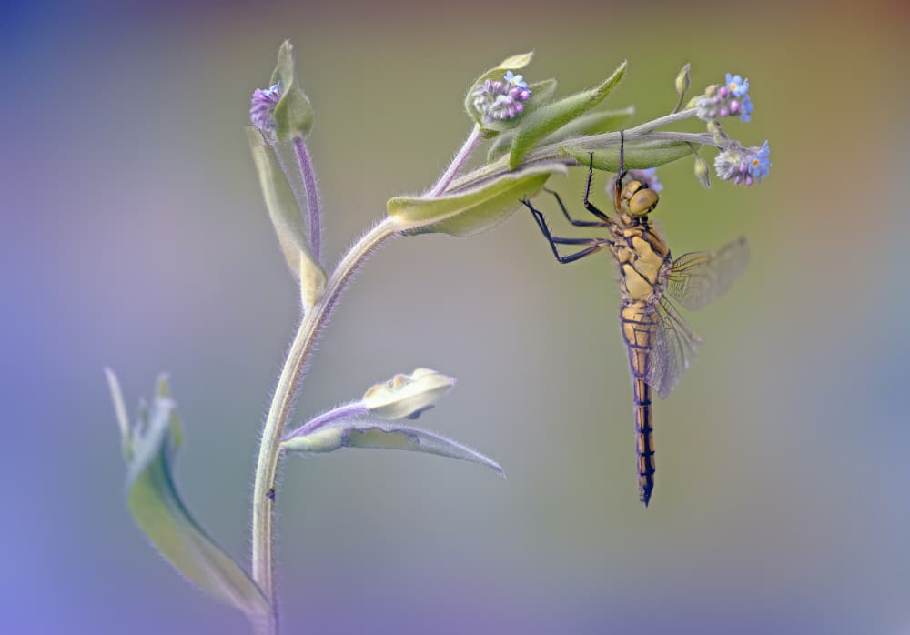 Delicate Dragonfly Moment by Fabrizio Daminelli — canvas wall art