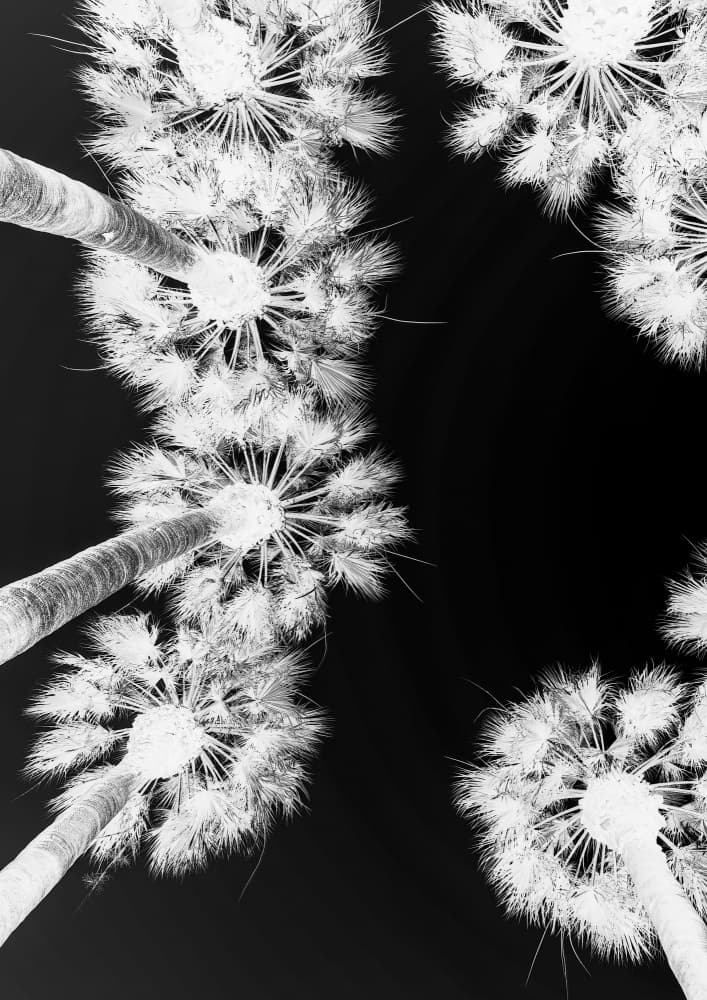 Inverted Palmscape by Shot by Clint — canvas wall art