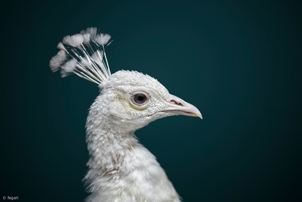 Elegant White Peacock by fegari — canvas wall art